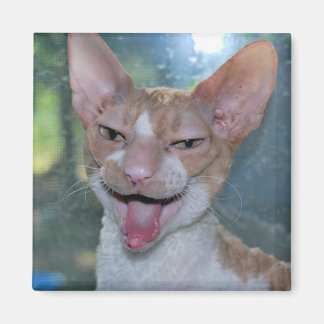 Imán Angry Roo Magnet
