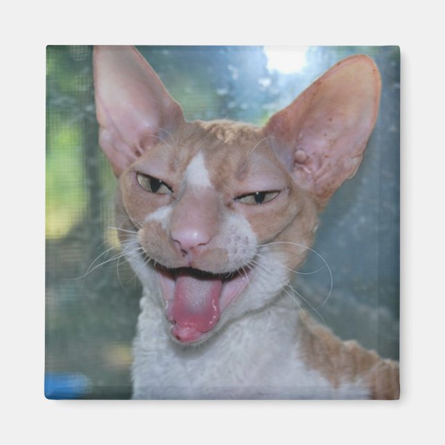 Imán Angry Roo Magnet (Frente)