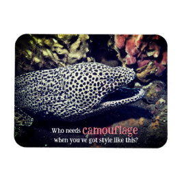 Imán Anguila anguila