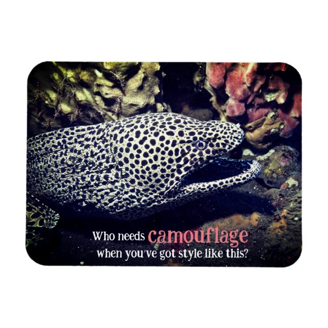 Imán Anguila anguila (Horizontal)