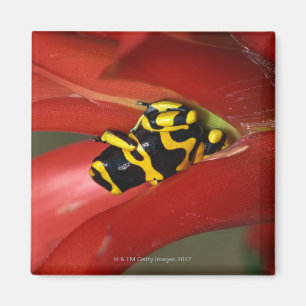 Imán Anguila anicotus