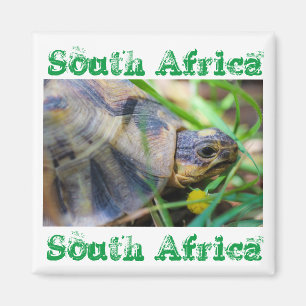 Imán Anguila Tortoise South Africa Nature Magnet
