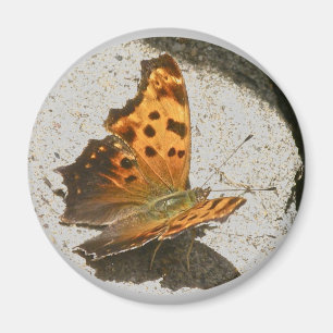 Imán Ángulo Wing Comma Butterfly Magnet
