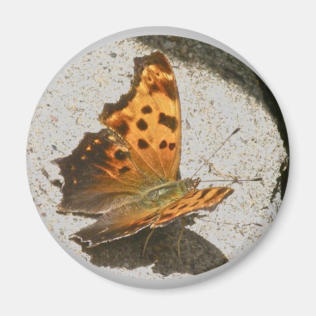 Imán Ángulo Wing Comma Butterfly Magnet (Frente)