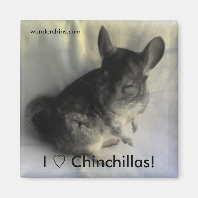Imán Angus Chinchilla Magnet (Frente)