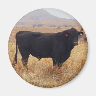Imán Angus negros Steer Grazing con su manada
