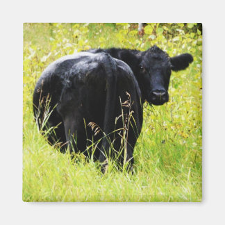 Imán Angus Steer in Tall Yellow Grass