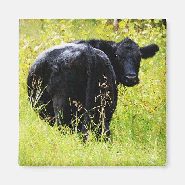 Imán Angus Steer in Tall Yellow Grass (Frente)