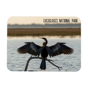 Imán Anhinga Parque Nacional Everglades