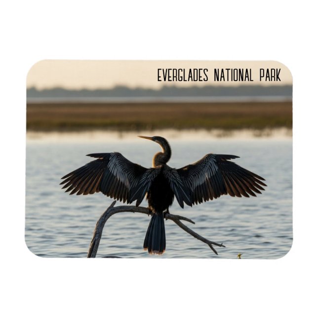 Imán Anhinga Parque Nacional Everglades (Horizontal)
