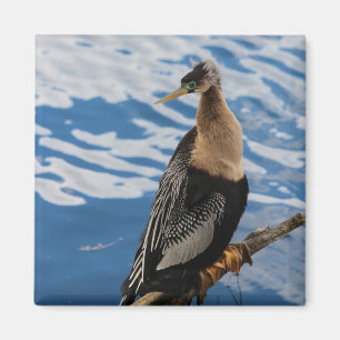 Imán Anhinga Photo Square Magnet