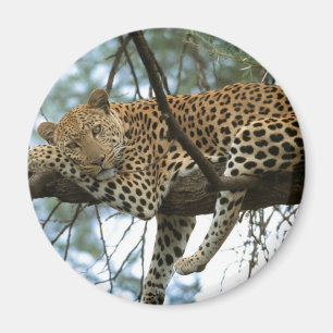 Imán Anillo de leopardo en el árbol