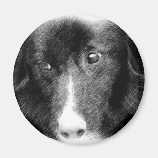 Imán animal del arte del border collie negro