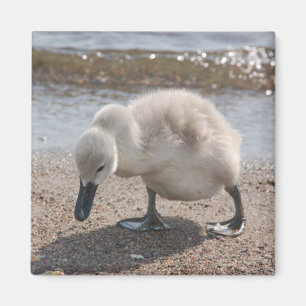 Imán animal del cisne del bebé