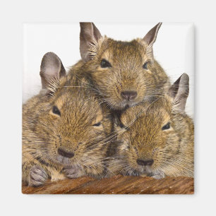 Imán Animal del trío de Degu que dormita