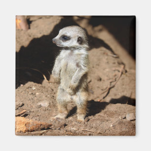 Imán Animal dulce lindo maravilloso de Meerkat del