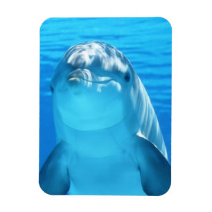 Imán Animal marino del delfín lindo en el mar azul