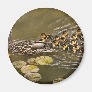 Imán Animal - Patos - Nadar como un pato