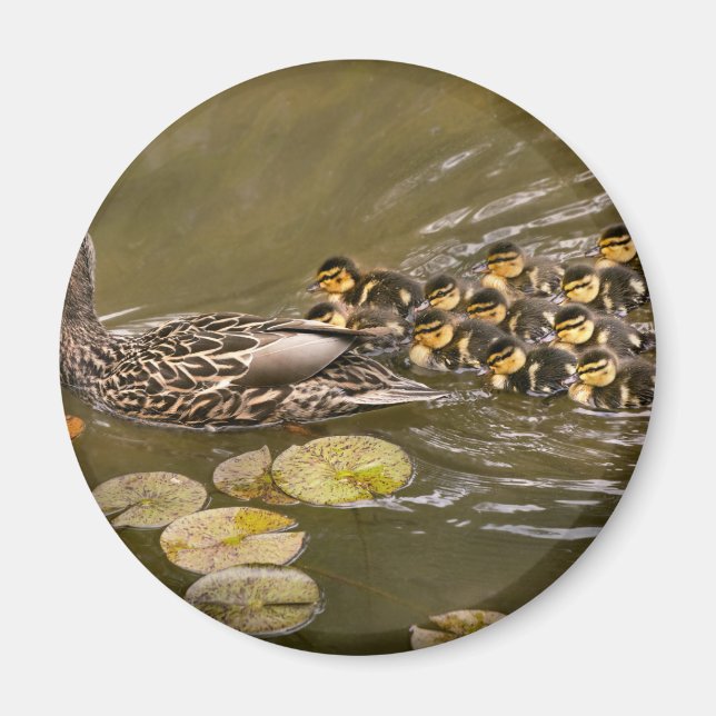 Imán Animal - Patos - Nadar como un pato (Frente)