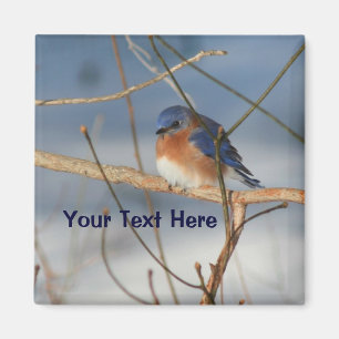 Imán Animal personalizado de Winter Bluebird