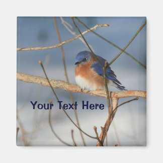 Imán Animal personalizado de Winter Bluebird