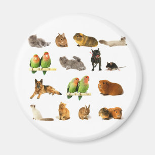 Imán animales