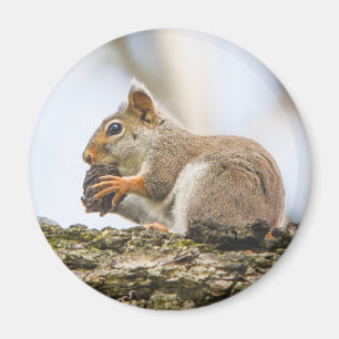 Imán Animales adorables de la naturaleza arbolada de ar