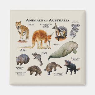 Imán Animales de Australia