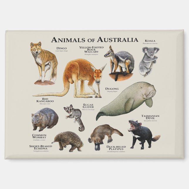 Imán Animales de Australia (Anverso)