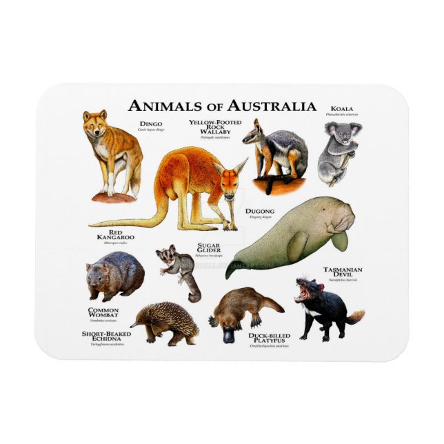 Imán Animales de Australia Magnet (Horizontal)