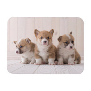Imán Animales de bebé más afectados   3 Baby Corgis