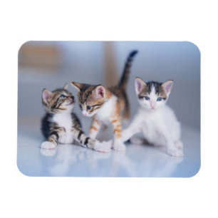 Imán Animales de bebé más afectados   3 Gatitos de Tabb