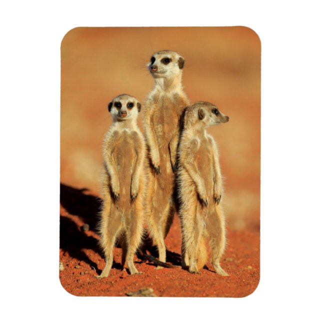 Imán Animales de bebé más afectados | 3 Meerkats (Vertical)
