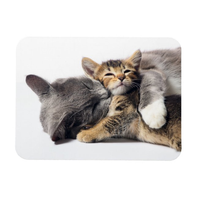 Imán Animales de bebé más afectados | Abrazo de gatitos (Horizontal)