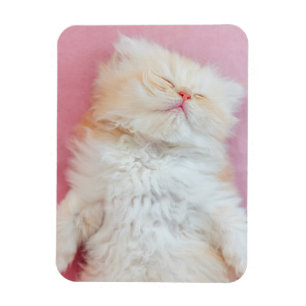 Imán Animales de bebé más afectados   Agradable Gatito 