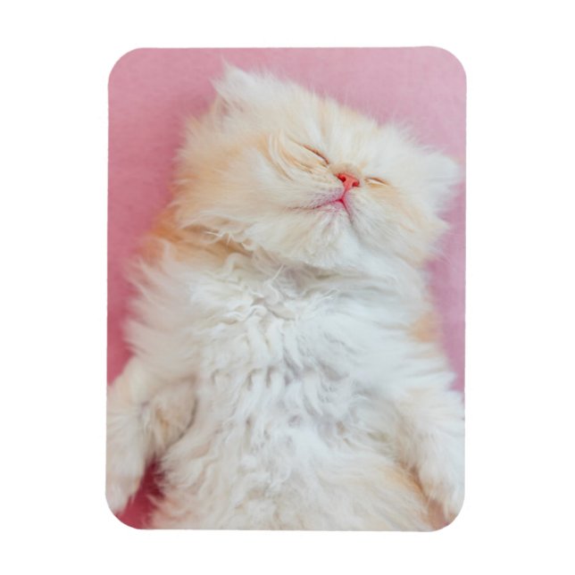 Imán Animales de bebé más afectados | Agradable Gatito  (Vertical)