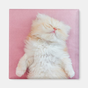 Imán Animales de bebé más afectados   Agradable Gatito 
