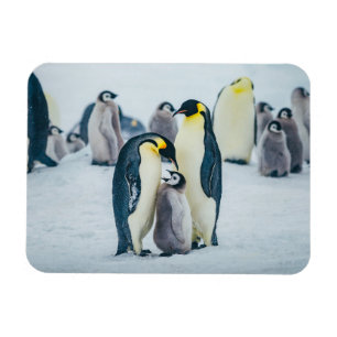 Imán Animales de bebé más afectados Alimentación por