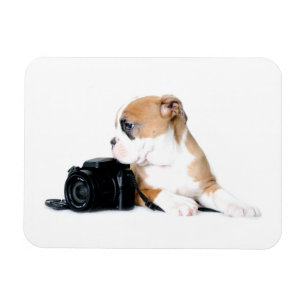 Imán Animales de bebé más afectados   Antiguo Bulldog b