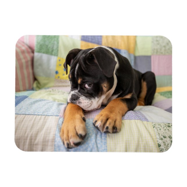 Imán Animales de bebé más afectados | Antiguo y tímido  (Horizontal)