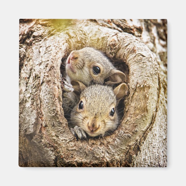 Imán Animales de bebé más afectados | Ardillas de bebé  (Frente)