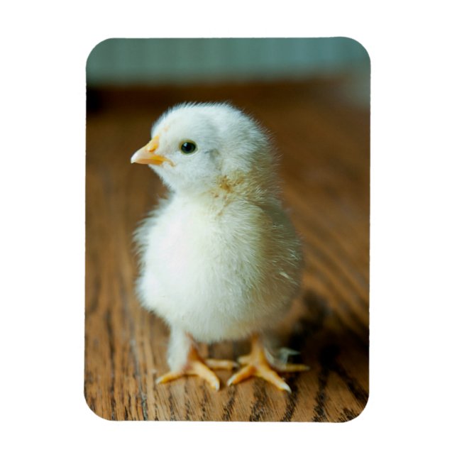 Imán Animales de bebé más afectados | Baby Chick (Vertical)