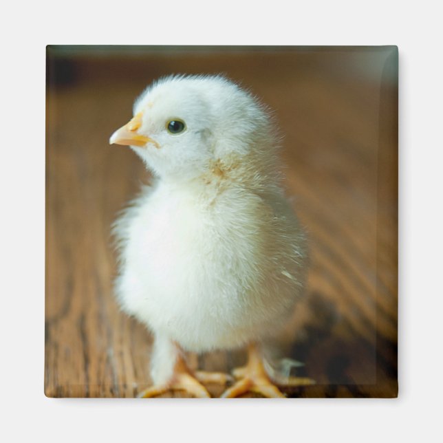 Imán Animales de bebé más afectados | Baby Chick (Frente)
