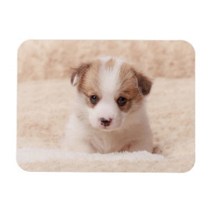 Imán Animales de bebé más afectados Baby Corgi