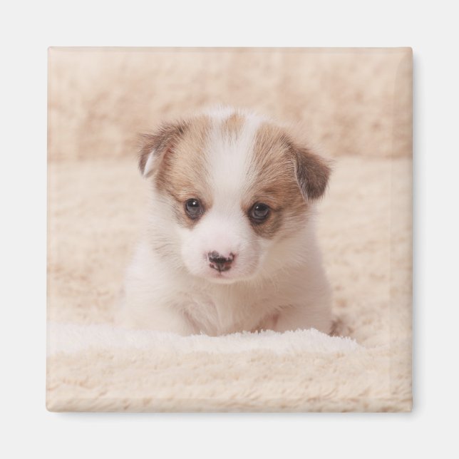 Imán Animales de bebé más afectados | Baby Corgi (Frente)