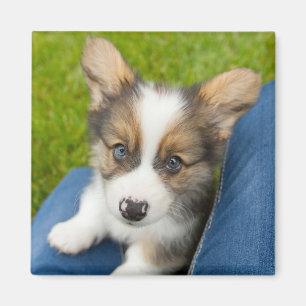 Imán Animales de bebé más afectados Baby Corgi en mi