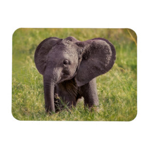 Imán Animales de bebé más afectados Baby Elephant Ken