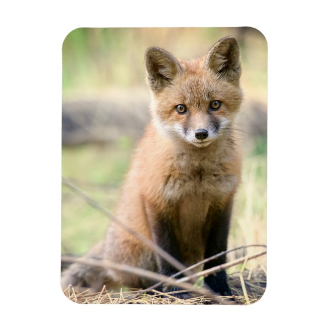 Imán Animales de bebé más afectados | Baby Fox (Vertical)