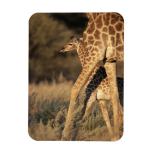 Imán Animales de bebé más afectados Baby Giraffe y Pa