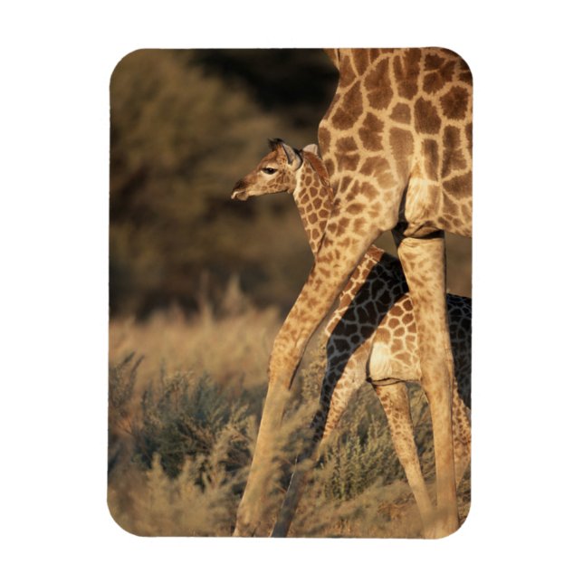 Imán Animales de bebé más afectados | Baby Giraffe y Pa (Vertical)